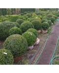 Самшит вічнозелений Куля | Самшит вечнозелёный Шар | Buxus sempervirens Ball